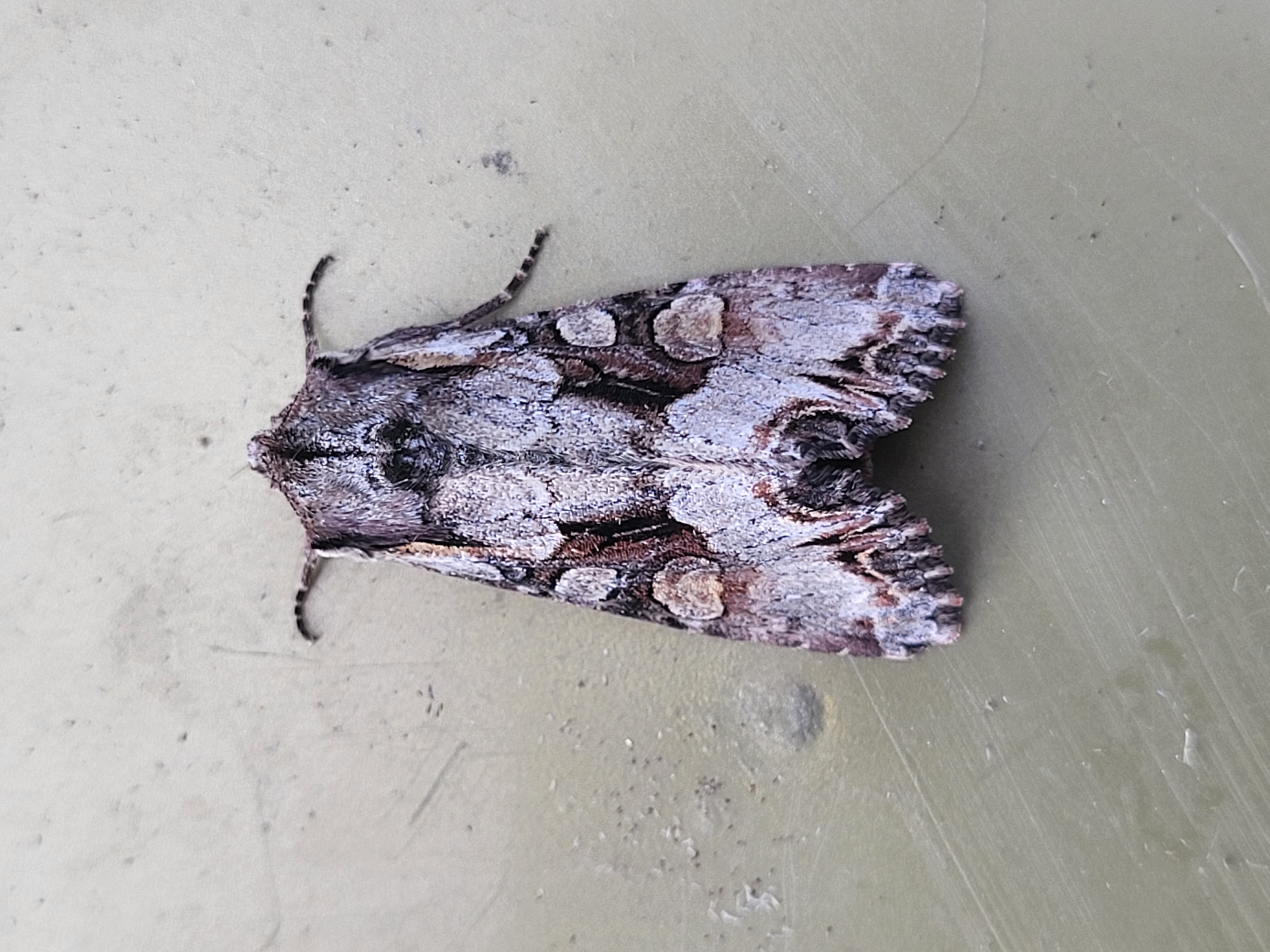 Photo of Light Brocade (Lacanobia w-latinum)